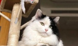 小猫咪热点爆料视频,萌宠瞬间引发网友热议！